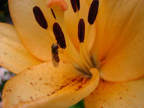 Schwebfliege an einer Lilie