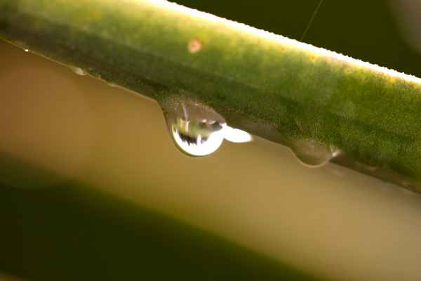 Wasser der Quell des Lebens
