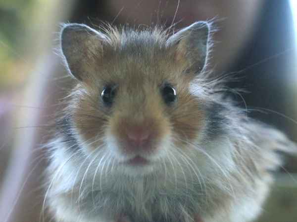 Hamster Max