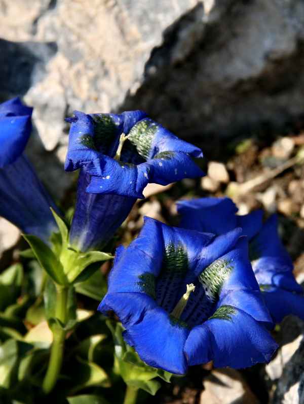 die Kraft der farbe BLAU
