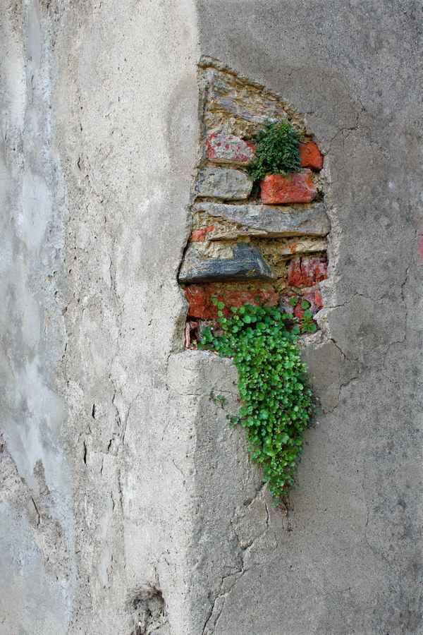 Mauerblümchen