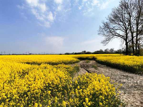 Der Raps blüht wieder