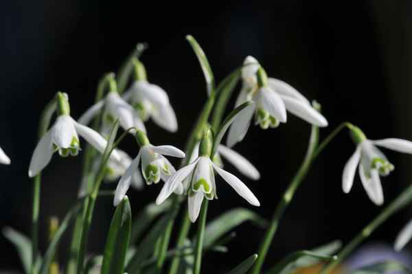 Schneeglöckchen - Hübsches Februar-Mädchen