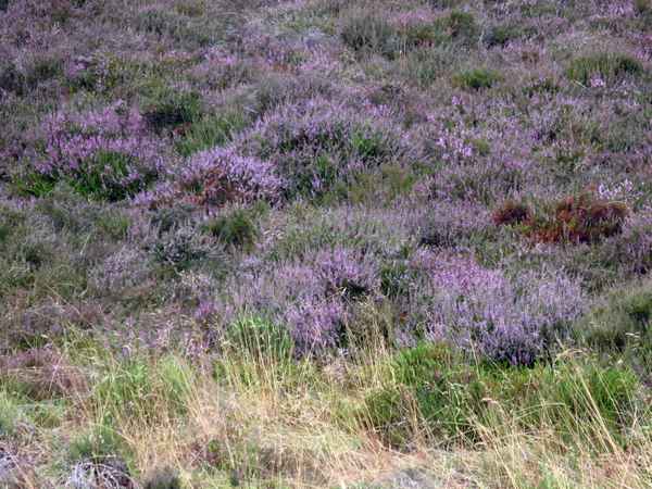 Heideblüte auf Sylt