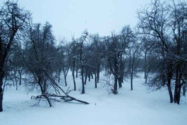 Streuobstwiese im Schneesturm