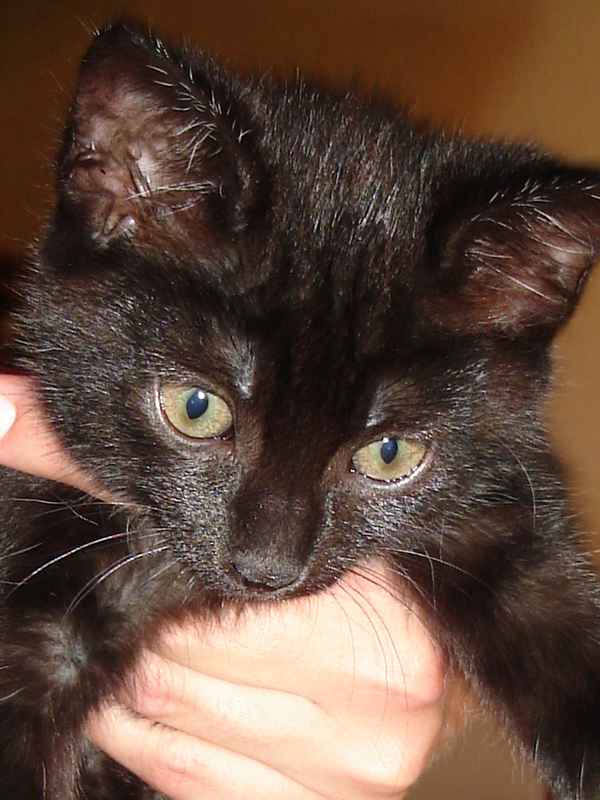 eine handvoll Katze