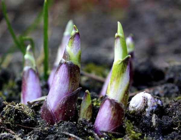 Austreibende Funkienblätter