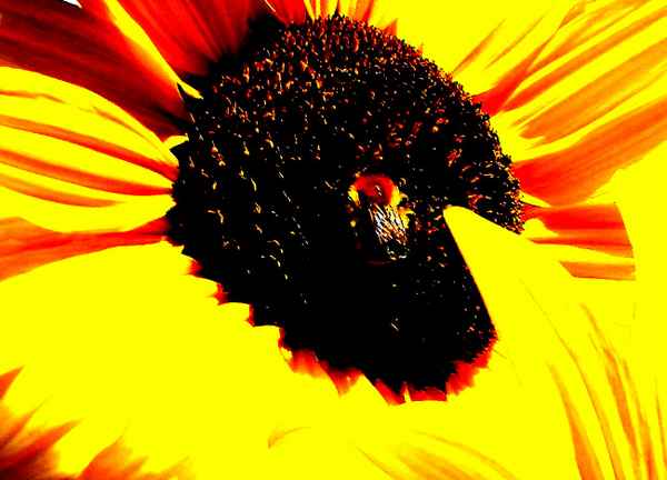 Sonnenblume Sonnenblumenblüte