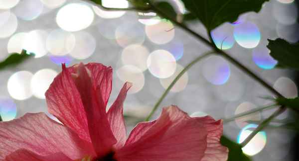 Hibiskusträume