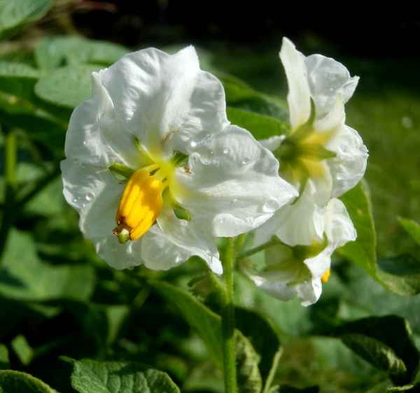 Kartoffelblüten mit Tautropfen
