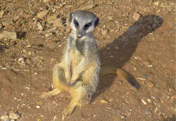 Ein Erdmännchen und sein Schatten