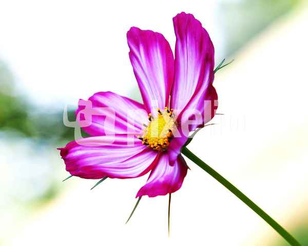 cosmea