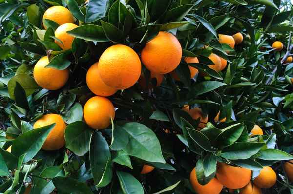 Reife Orangen im Januar