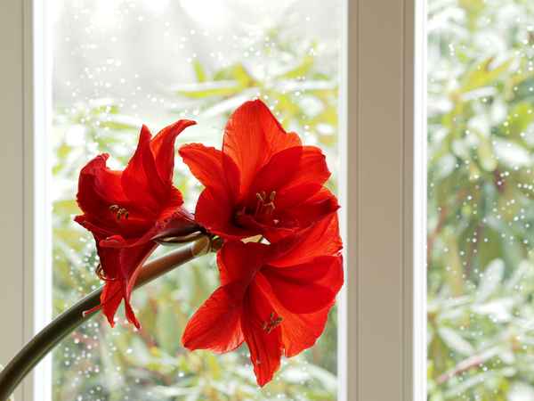 farbe im regengrauen alltag