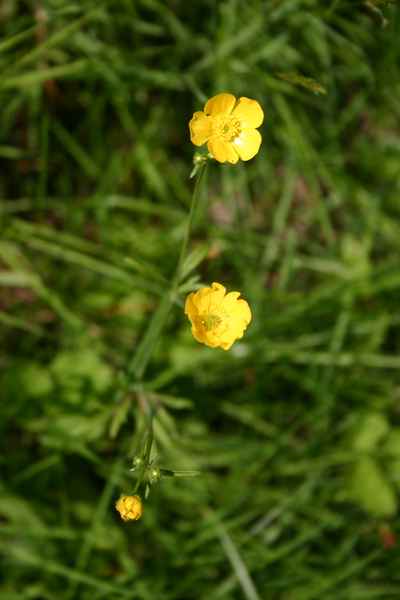  Blume 2