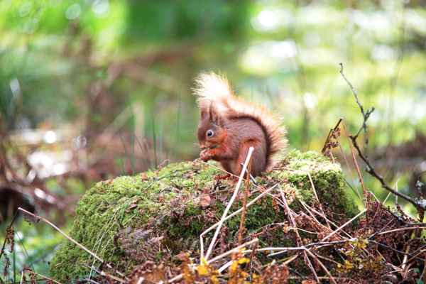 Eichhörnchen