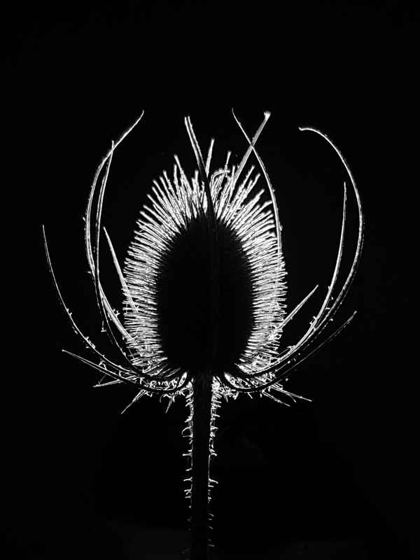 Distel im Gegenlicht