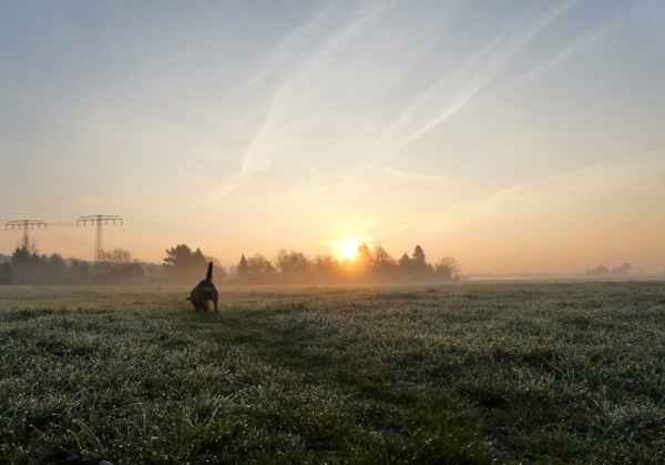 Spaziergang im Morgennebel