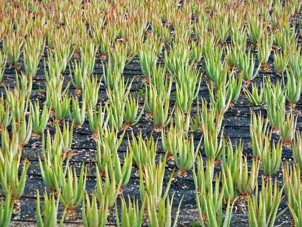 Aloe Vera
