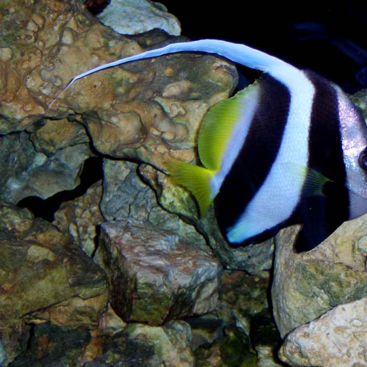 Wimpelfisch