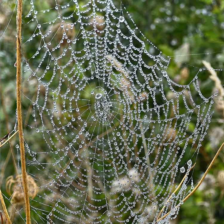Tau-Spinnennetz