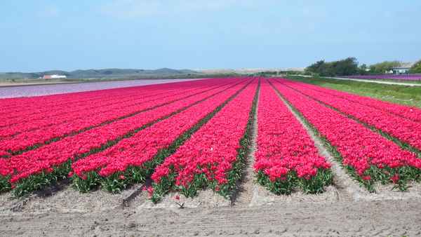 Tulpenfeld in Nordholland