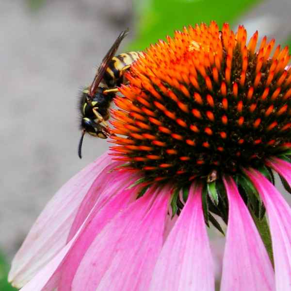 Wespe auf Nahrungssuche