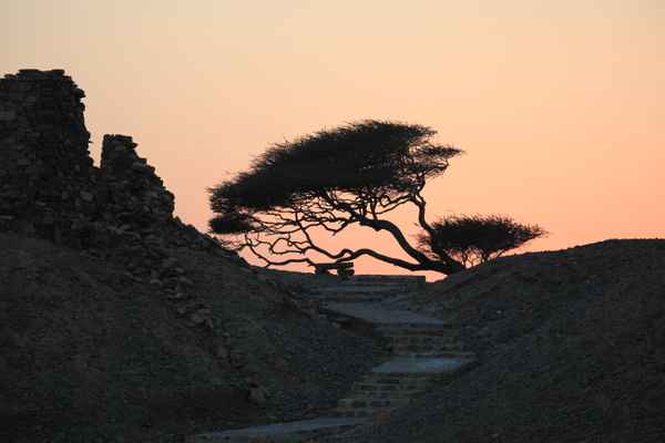 Sonnenuntergang mit Akazie