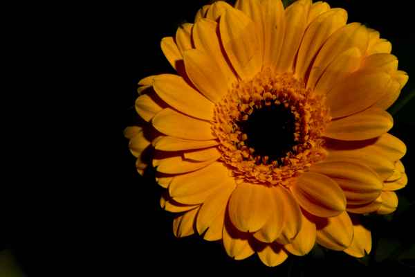 gelbe gerbera