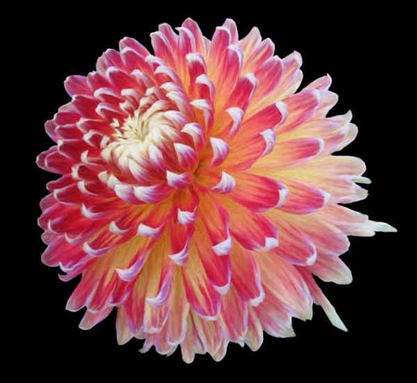 Pixelclipart Dahlie Akita