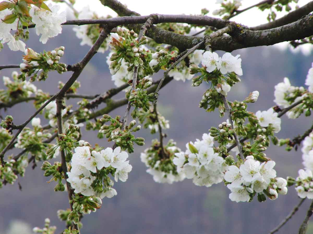 Kirschblüte
