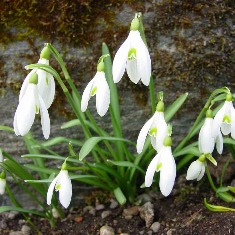 Frühling wirds