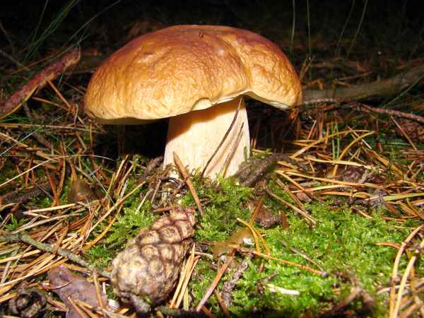 das kleine Glück des Pilzsuchers - Steinpilz