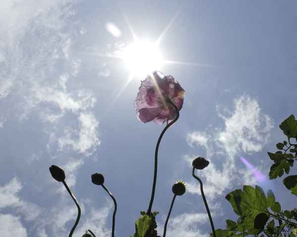 dem licht entgegen 2