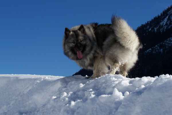 Wolfsspitz Kyra
