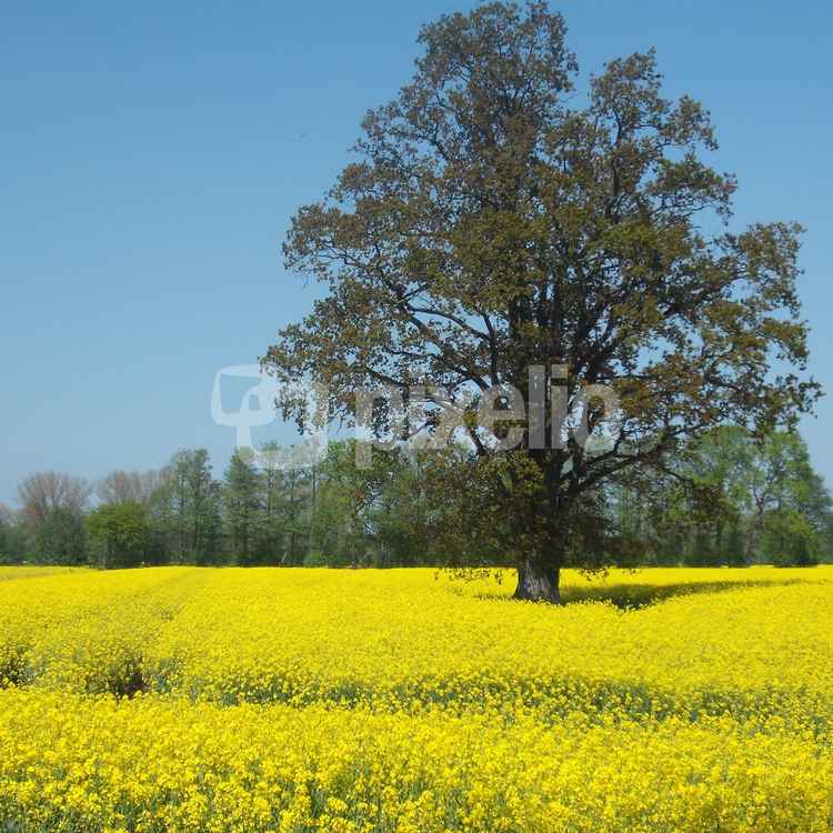 Raps so weit   das  Auge   reicht