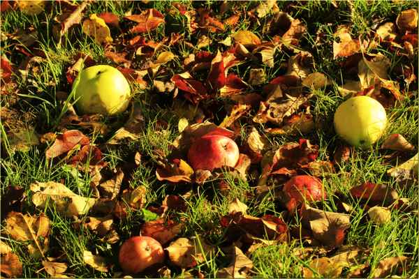 farben des herbst