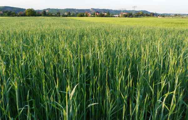 Unsere fleißigen Bauern