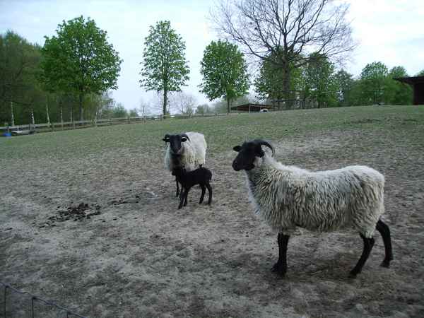 schwarzes Schaf _Heidschnucken Mama und Lamm