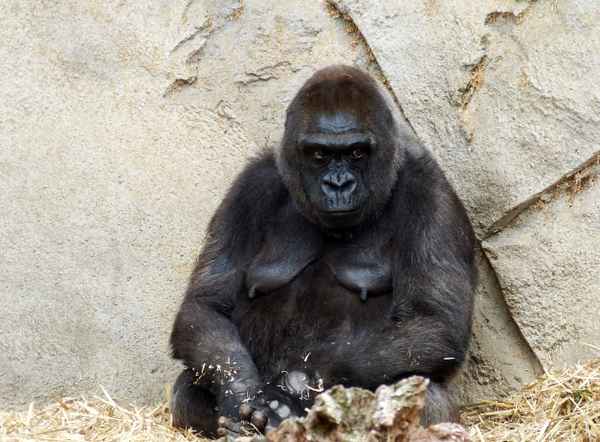 Gorilla-Mama