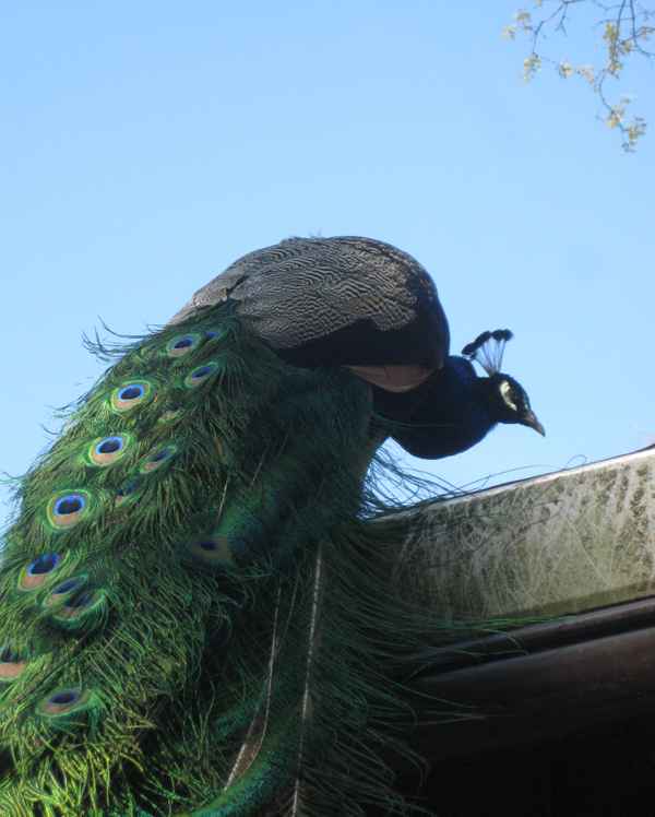 Pfau auf dem Dach