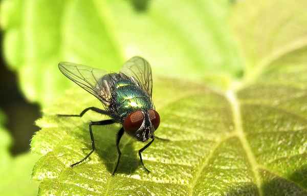 Schmeißfliege