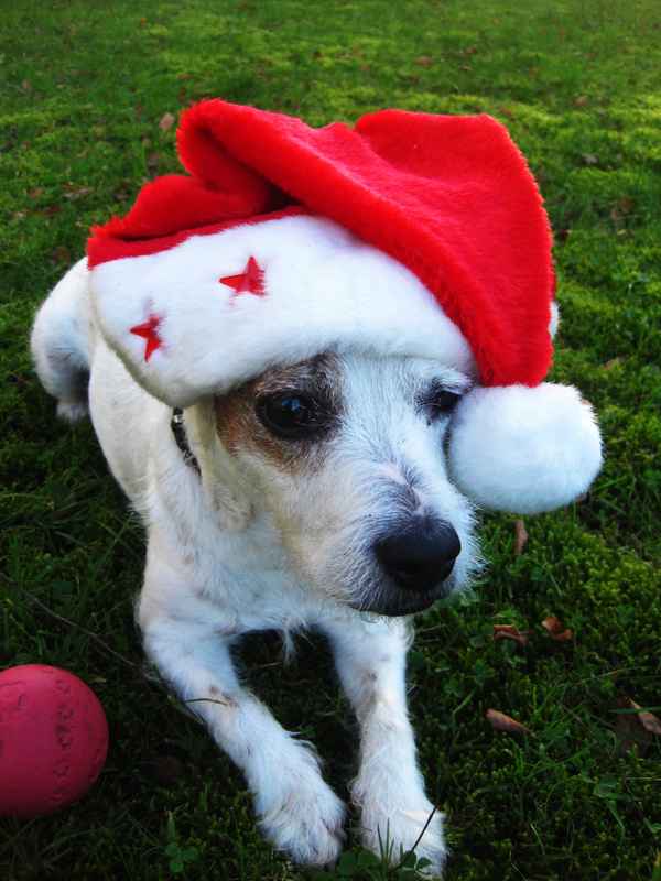 Weihnachtshund