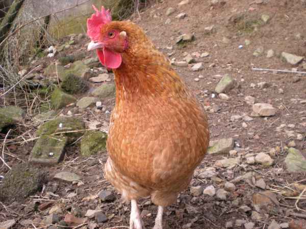 Neugieriges Huhn
