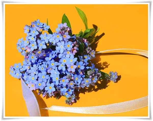 BLÜMCHEN FÜR DIE LIEBSTE