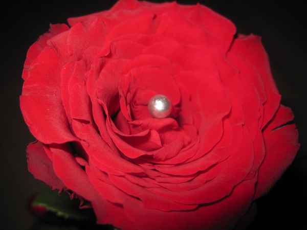 Rote Rose mit weißer Perle geschmückt