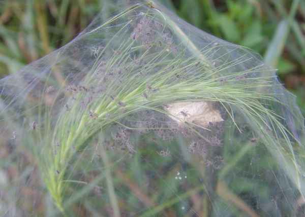Gerandete Jagdspinne [Dolomedes fimbriatus] - Nest