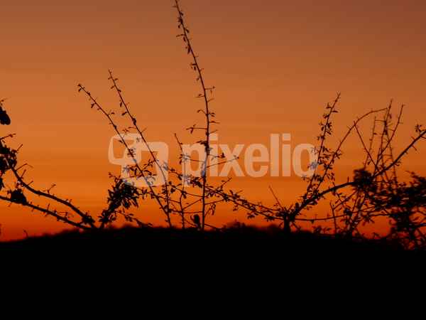 Abendstimmung in Namibia