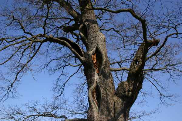 Knorrige Eiche