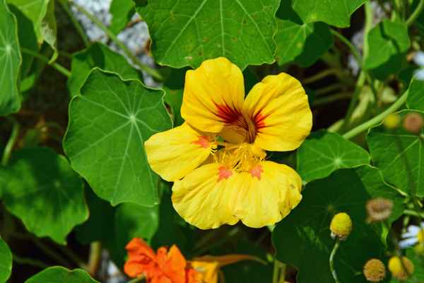 Kräuter zum Pflücken